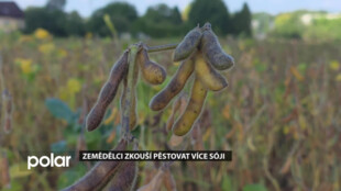 Zemědělci zkouší na českých polích pěstovat více sóji