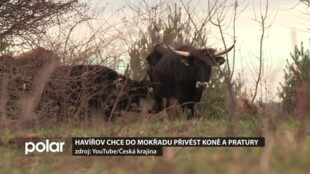 Do Mokřadu u Rondelu v Havířově by mohli zamířit exmoorští koně a pratuři