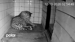 V Zoo Ostrava se narodila mláďata levharta cejlonského