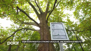 Osm karvinských stromů ukazuje, jak pomáhají městu