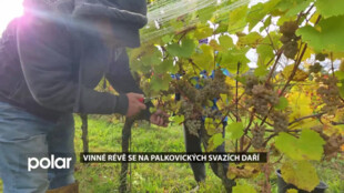 Vinné révě se na palkovických svazích daří, letošní Hibernal je výborný