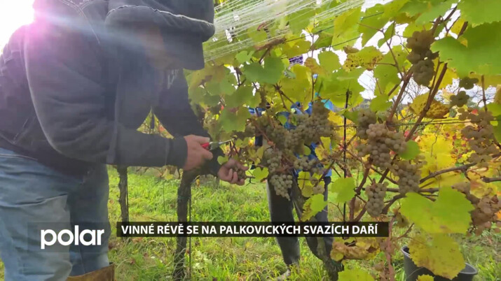 Vinné révě se na palkovických svazích daří, letošní Hibernal je výborný