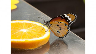 V Arboretu Nový Dvůr uvidíte živé tropické motýly