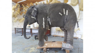 Preparát samičky Sumitry ze ZOO Ostrava ve Slezském zemském muzeu