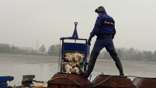 Povodí Odry zve na prodej kaprů špičkové kvality