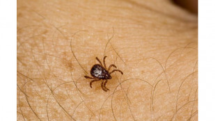 ​Na očkování proti klíšťové encefalitidě je ideální doba