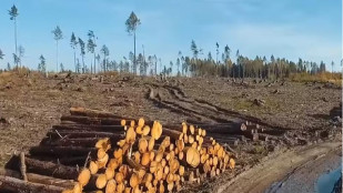 Kůrovec řádí v lesích celé ČR. O pomoc Romů zdá se nikdo nestojí