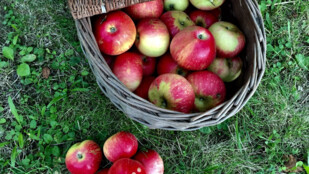 Bílovec přichystal farmářský a řemeslný trh s burčákem. Vezměte piknikovou deku!