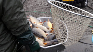 Vánoční prodej kaprů vodohospodáři na svých prodejnách pro letošní rok zajistili