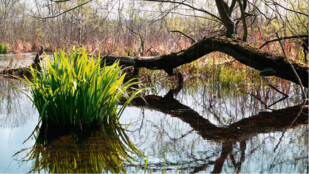 Radegast podpoří konferenci „Voda v krajině“