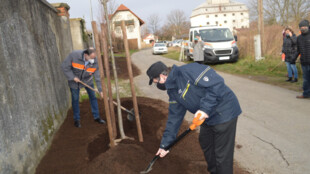 Lípy u starého hřbitova v Příboře napadené jmelím nahradila nová alej
