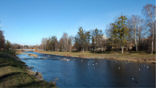 Povodí Odry připravuje kácení stromů z bezpečnostních důvodů