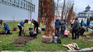 Výsadbou třiadvaceti stromů včera v areálu gymnázia v Bílovci slaví Mezinárodní den studentstva