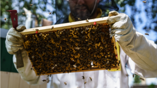 Opavský OSTROJ má vlastní med. Včely chová přímo ve svém areálu