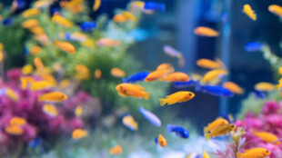 Proč se vyplatí nakupovat na Rostlinna-akvaria.cz