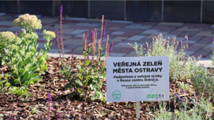 OZO opět podpoří ozeleňování Ostravy