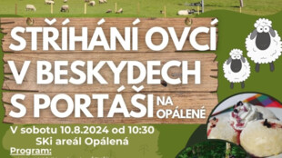 Stříhání ovcí v Beskydech na Opálené