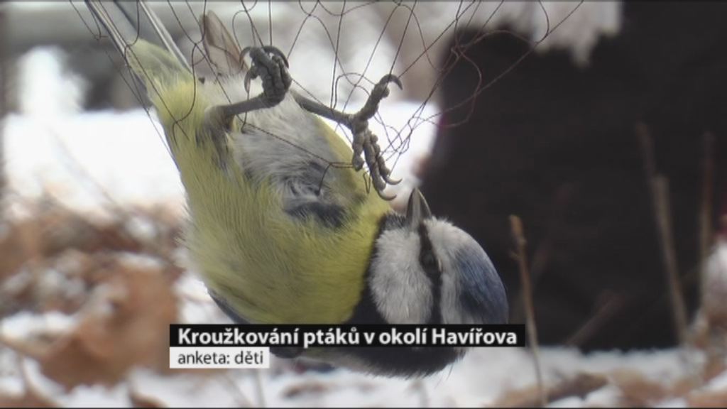 Regionální zprávy POLAR