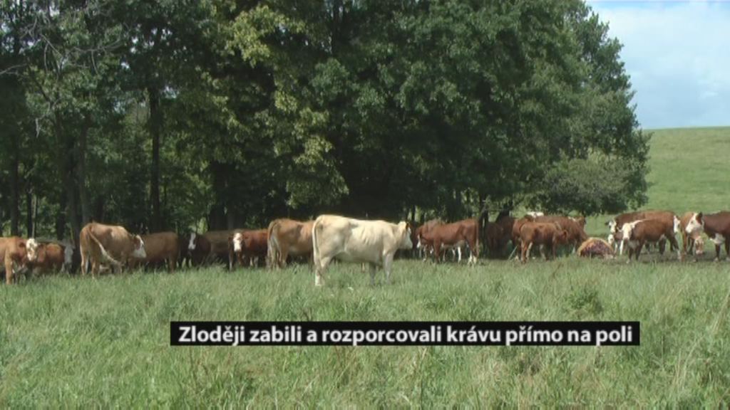 Regionální zprávy POLAR