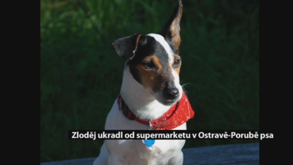 Regionální zprávy POLAR