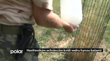 Regionální zprávy POLAR