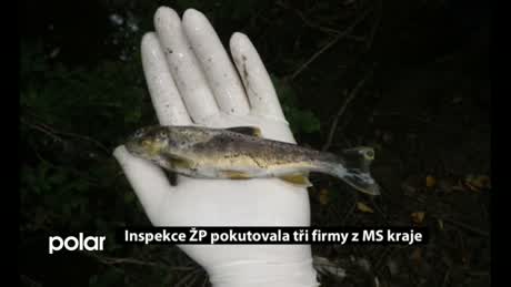 Regionální zprávy POLAR