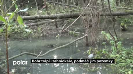 Regionální zprávy POLAR