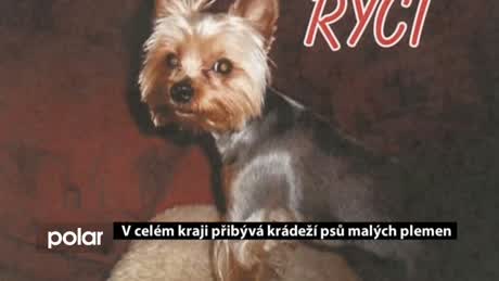Regionální zprávy POLAR
