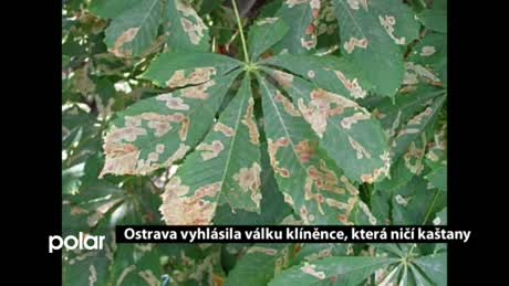 Regionální zprávy POLAR