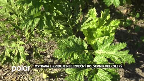 Regionální zprávy POLAR