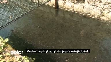 Regionální zprávy POLAR
